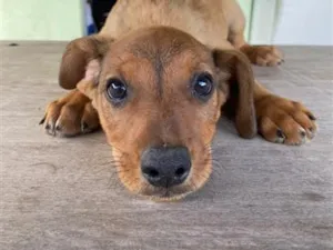 Cachorro raça SRD-ViraLata idade 2 a 6 meses nome sem nome 