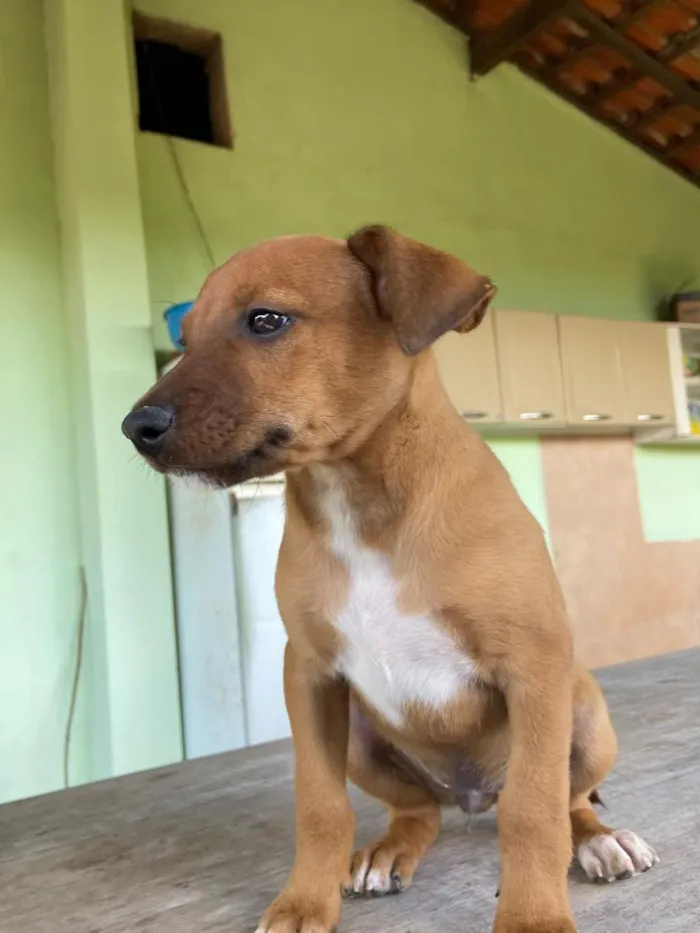 Cachorro raça SRD-ViraLata idade 2 a 6 meses nome sem nome 