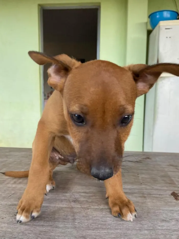 Cachorro raça SRD-ViraLata idade 2 a 6 meses nome sem nome 
