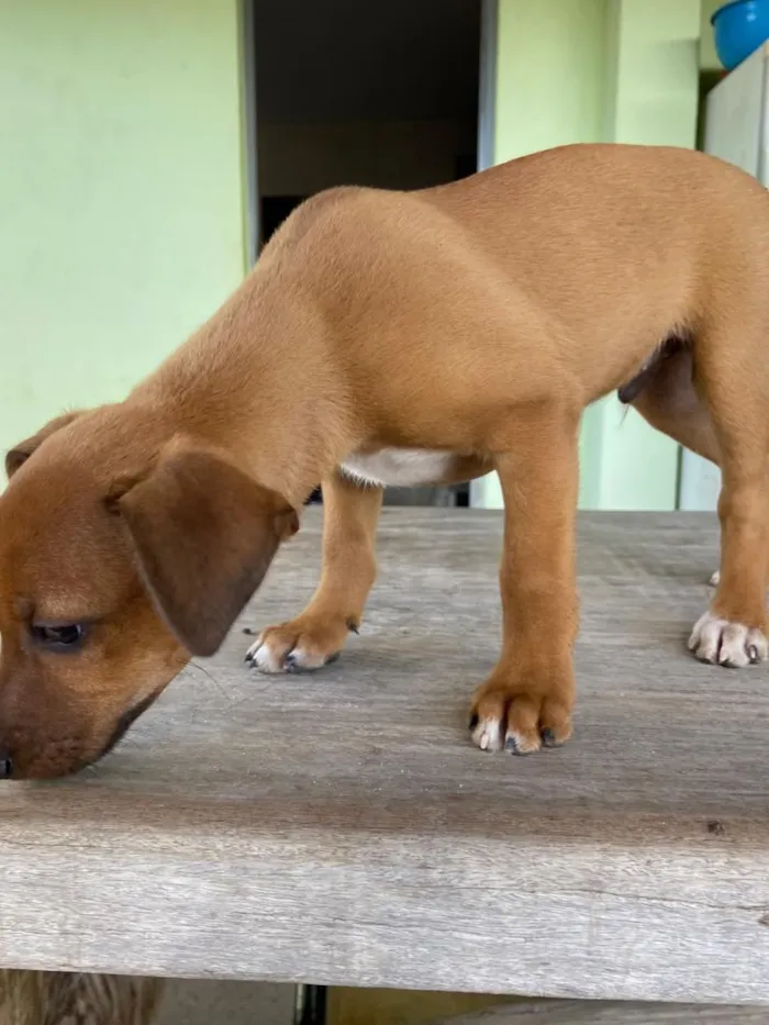 Cachorro raça SRD-ViraLata idade 2 a 6 meses nome sem nome 