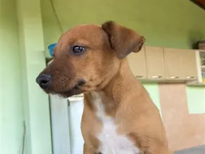 Cachorro raça SRD-ViraLata idade 2 a 6 meses nome sem nome 