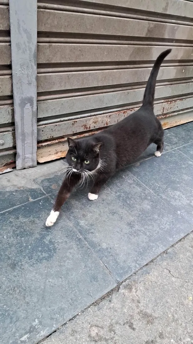 Gato raça SRD-ViraLata idade 4 anos nome Marta
