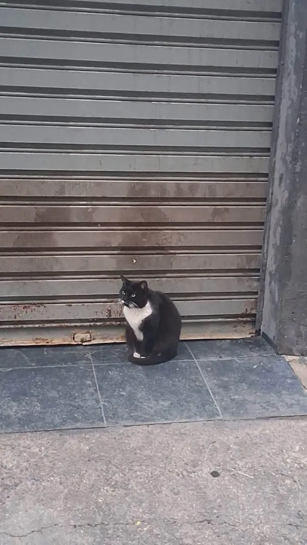 Gato raça SRD-ViraLata idade 4 anos nome Marta