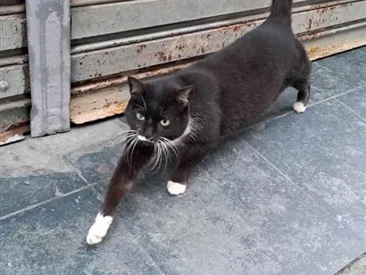 Gato raça SRD-ViraLata idade 4 anos nome Marta