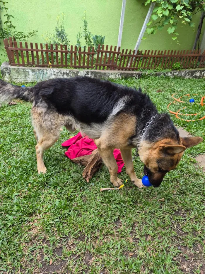 Cachorro raça Pastor Alemão idade 1 ano nome Bud