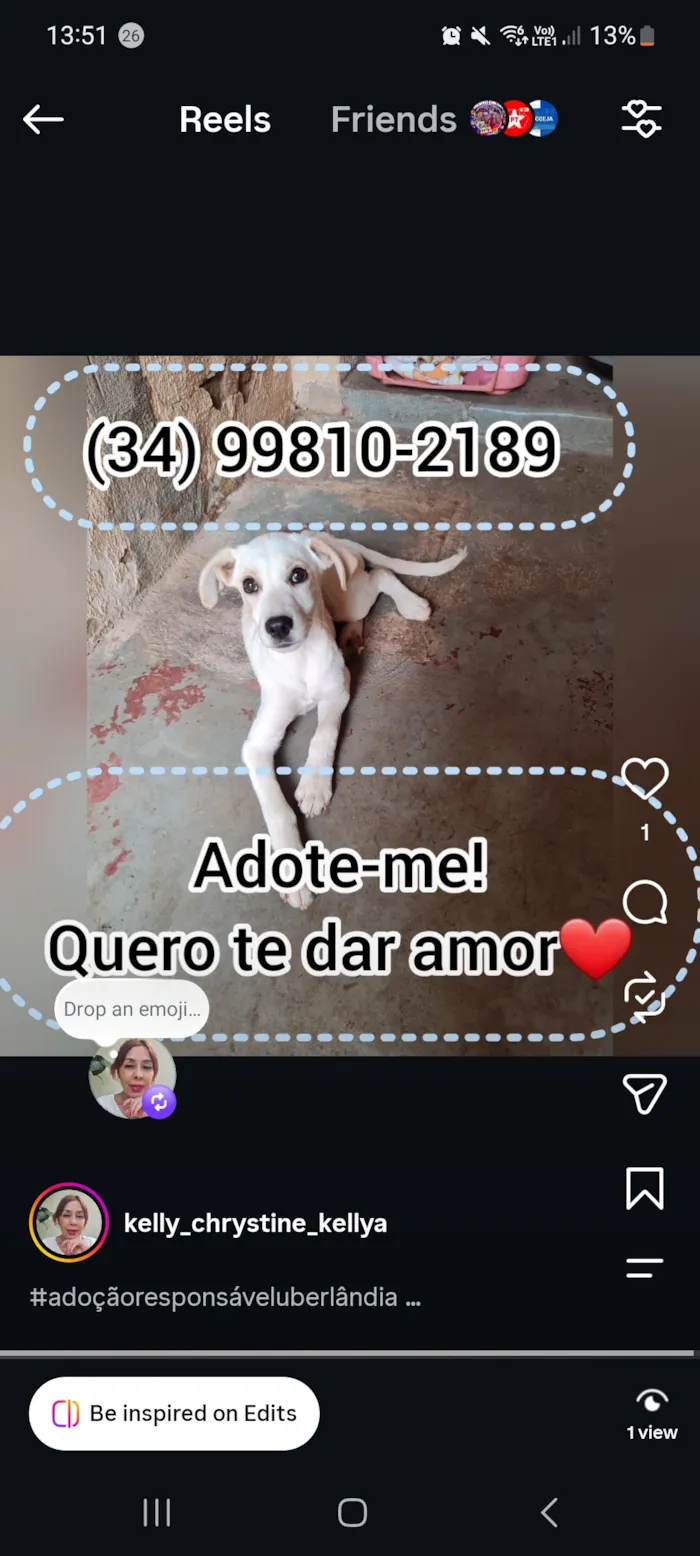 Cachorro raça SRD-ViraLata idade 2 a 6 meses nome Floquinho 