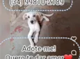 Floquinho 