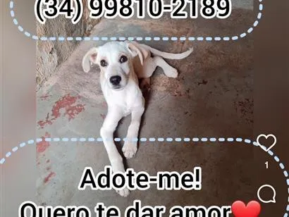 Cachorro raça SRD-ViraLata idade 2 a 6 meses nome Floquinho 