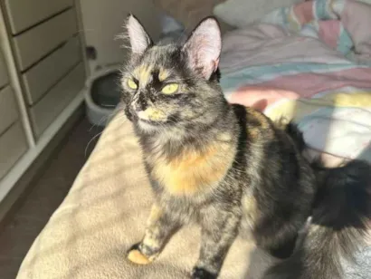 Gato raça SRD-ViraLata idade 1 ano nome Tina