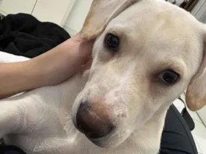 Cachorro raça SRD-ViraLata idade 2 a 6 meses nome Zeca