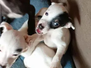 Cachorro raça SRD-ViraLata idade 2 a 6 meses nome todos tem nomem,mais você pode trocar se quiser!