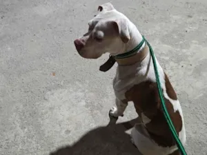 Cachorro raça Pit-Bull idade 1 ano nome kiyara