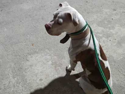 Cachorro raça Pit-Bull idade 1 ano nome kiyara