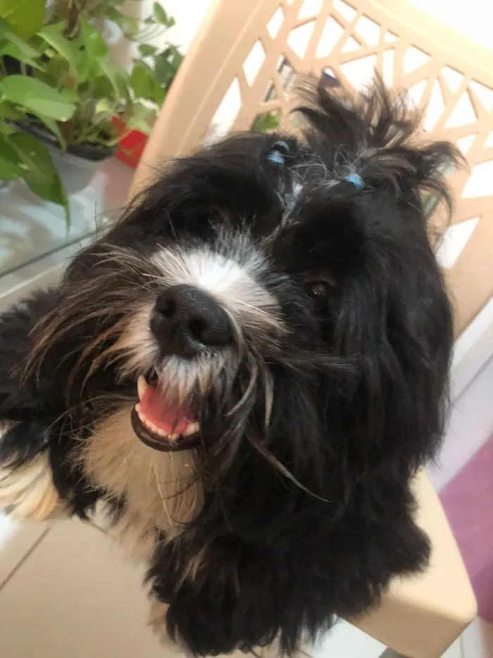 Cachorro raça Shitzu idade 1 ano nome rick