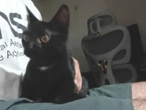 Gato raça SRD-ViraLata idade 2 a 6 meses nome Bruce