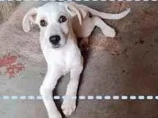 Cachorro raça SRD-ViraLata idade 2 a 6 meses nome Floquinho 