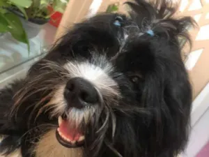 Cachorro raça Shitzu idade 1 ano nome rick