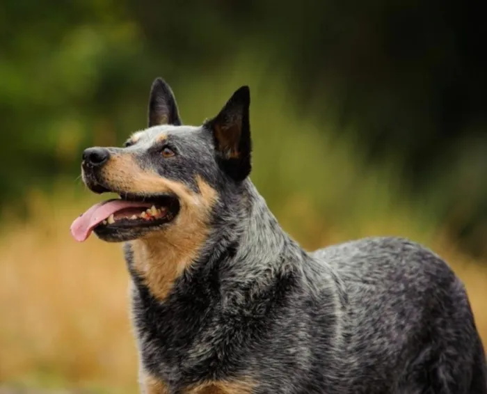 Cachorro raça Pastor Alemão idade 6 ou mais anos nome Sasha