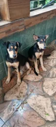 Amora e Belinha 