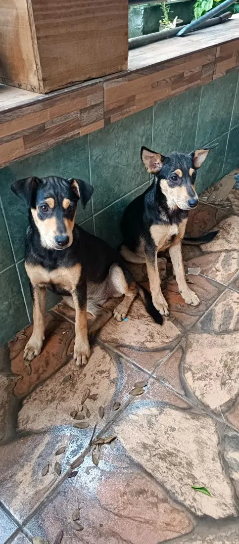 Cachorro raça SRD-ViraLata idade 2 a 6 meses nome Amora e Belinha 