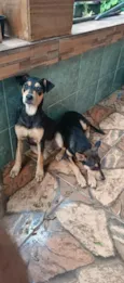 Amora e Belinha 