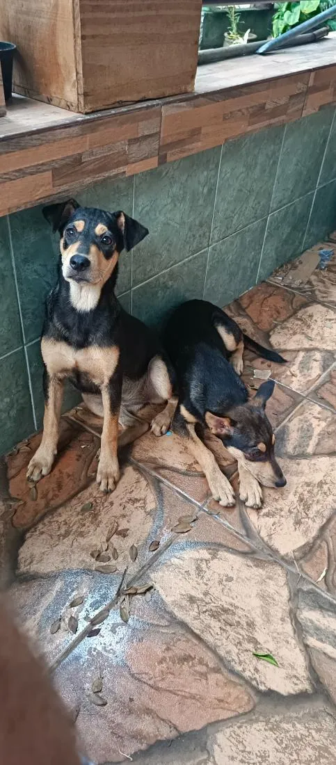 Cachorro raça SRD-ViraLata idade 2 a 6 meses nome Amora e Belinha 