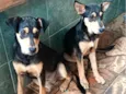 Amora e Belinha 