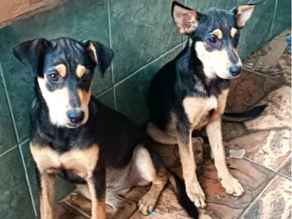 Cachorro raça SRD-ViraLata idade 2 a 6 meses nome Amora e Belinha 