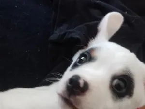 Cachorro raça SRD-ViraLata idade 2 a 6 meses nome Ozzy