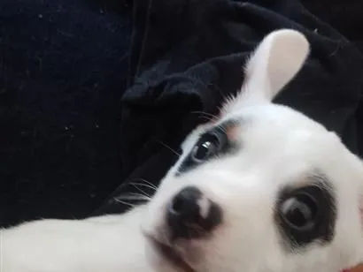Cachorro raça SRD-ViraLata idade 2 a 6 meses nome Ozzy