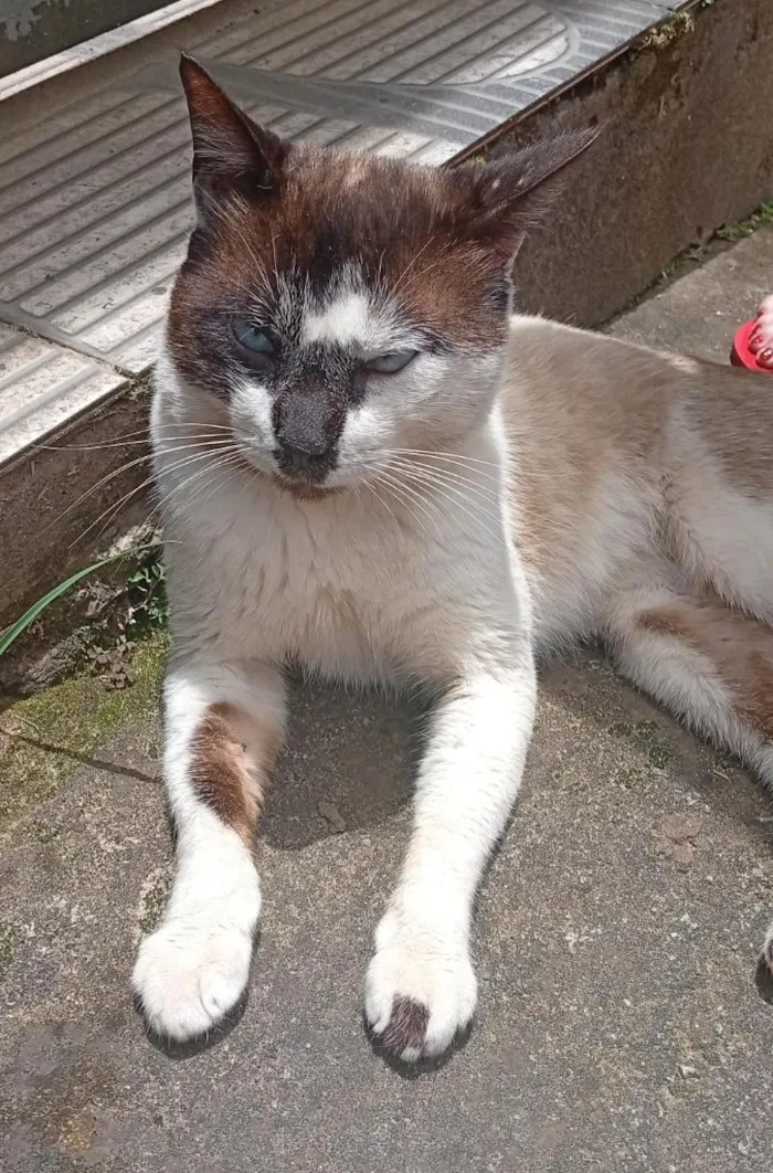 Gato raça SRD-ViraLata idade 1 ano nome Lovinho