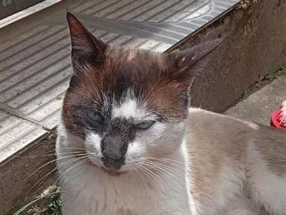 Gato raça SRD-ViraLata idade 1 ano nome Lovinho
