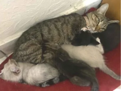 Gato raça SRD-ViraLata idade 1 ano nome Nina 