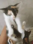 Belinha