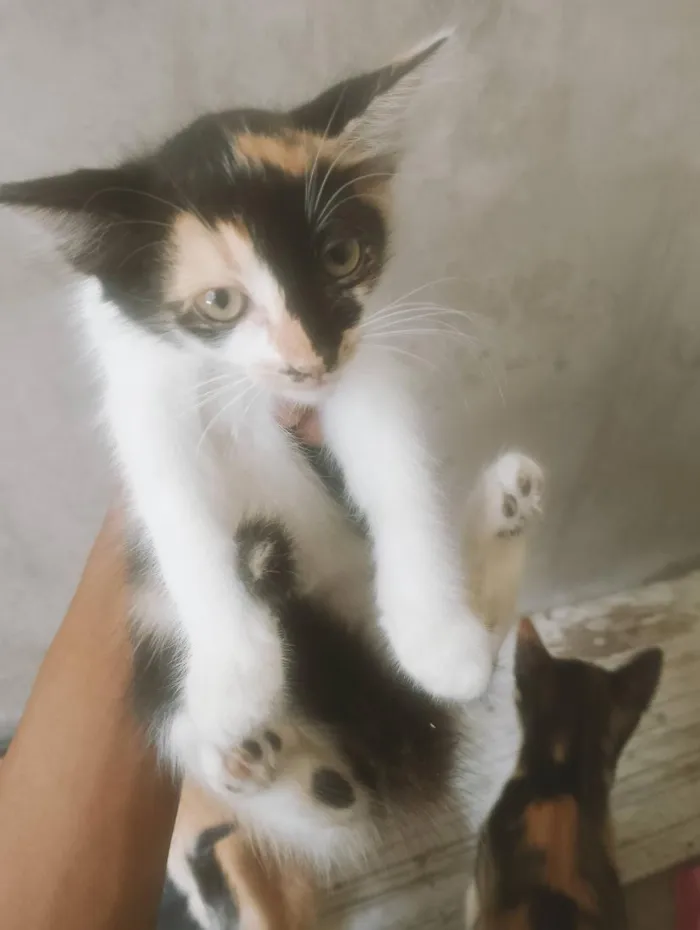 Gato raça SRD-ViraLata idade 2 a 6 meses nome Belinha