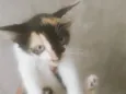 Belinha