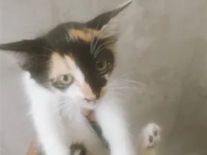 Gato raça SRD-ViraLata idade 2 a 6 meses nome Belinha