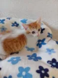 Bonito