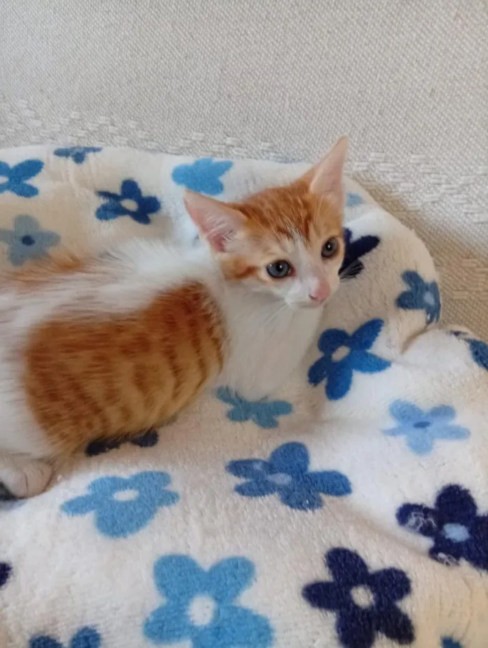 Gato raça SRD-ViraLata idade 2 a 6 meses nome Bonito