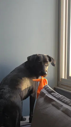 Cachorro raça SRD-ViraLata idade 2 anos nome Nala Maria