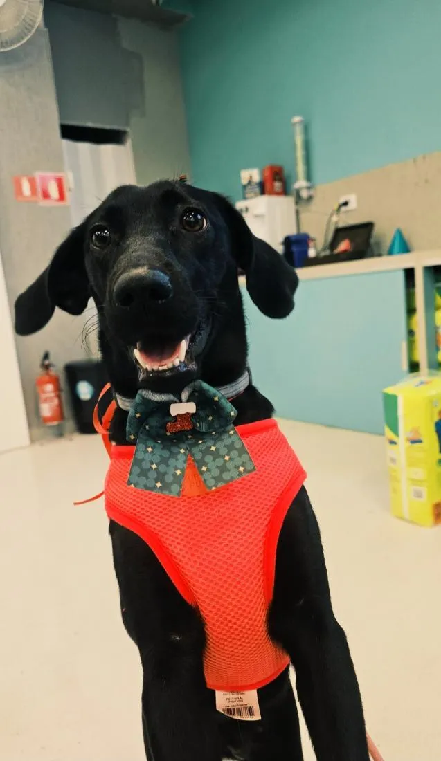 Cachorro raça SRD-ViraLata idade 2 anos nome Nala Maria