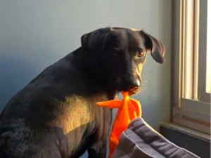 Cachorro raça SRD-ViraLata idade 2 anos nome Nala Maria