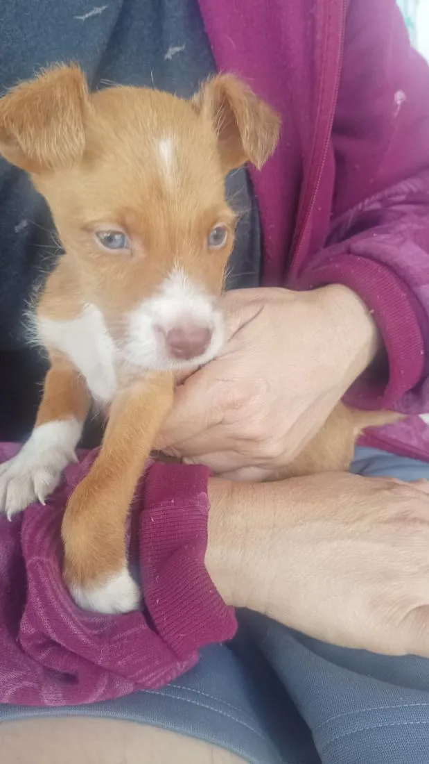 Cachorro raça SRD-ViraLata idade 2 a 6 meses nome Matikanetannhauser