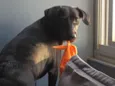 Nala Maria