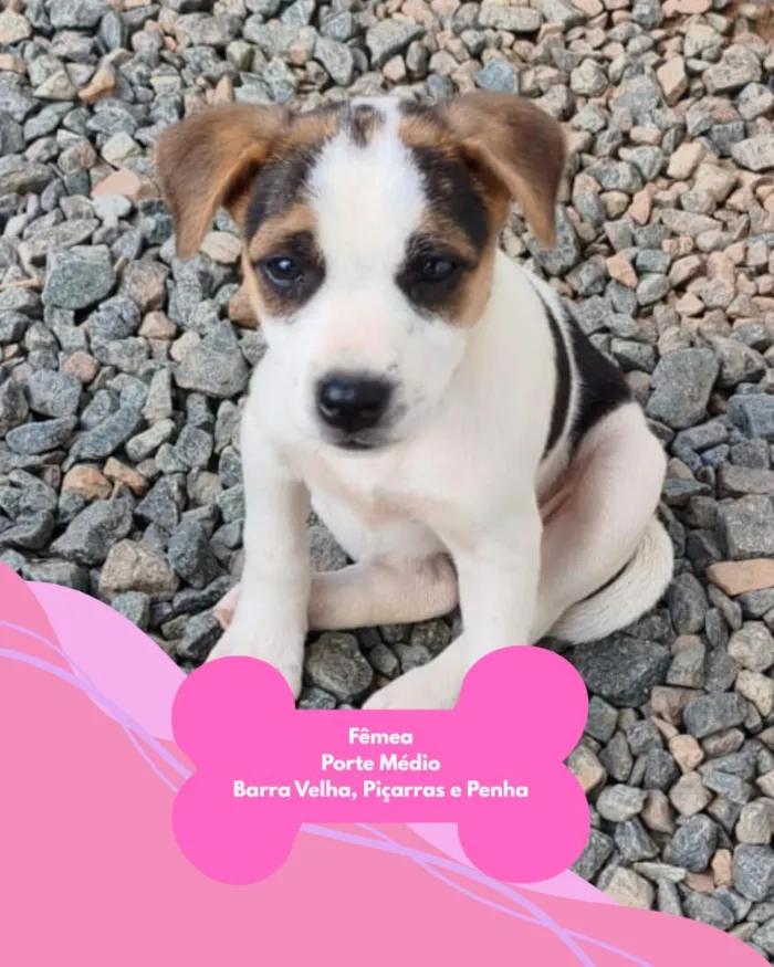 Cachorro raça SRD-ViraLata idade 2 a 6 meses nome SRD