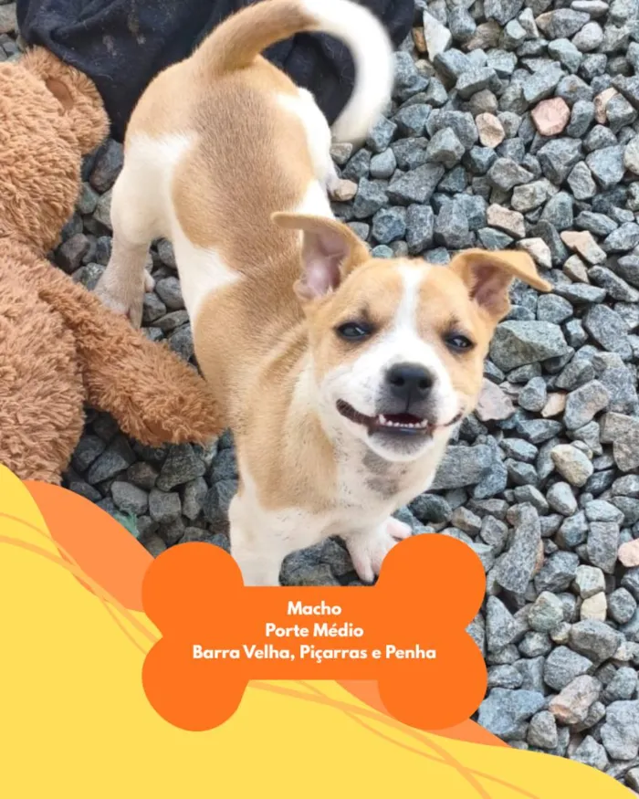 Cachorro raça SRD-ViraLata idade 2 a 6 meses nome SRD