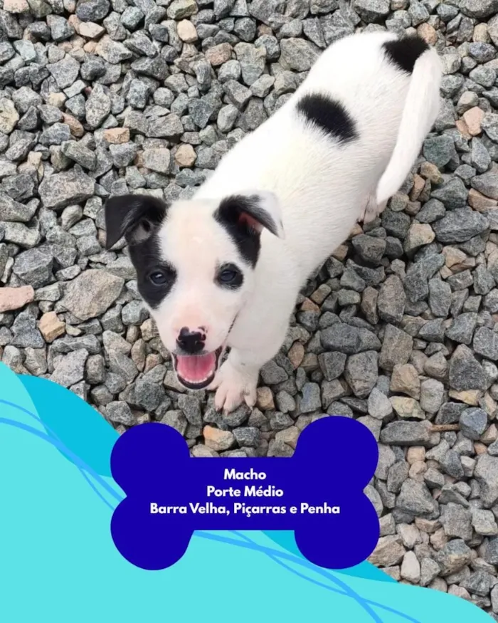 Cachorro raça SRD-ViraLata idade 2 a 6 meses nome SRD
