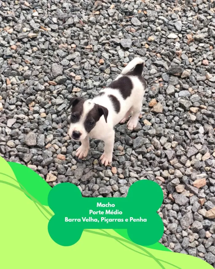 Cachorro raça SRD-ViraLata idade 2 a 6 meses nome SRD
