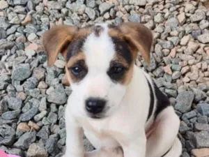 Cachorro raça SRD-ViraLata idade 2 a 6 meses nome SRD