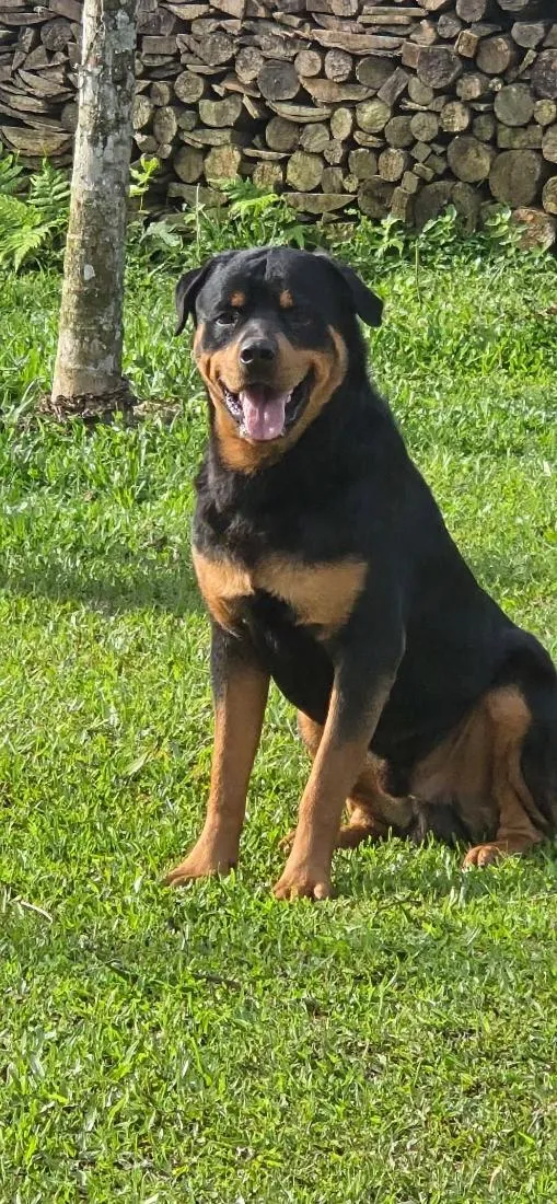 Cachorro raça Rottweiler idade 2 anos nome zurry e zaack